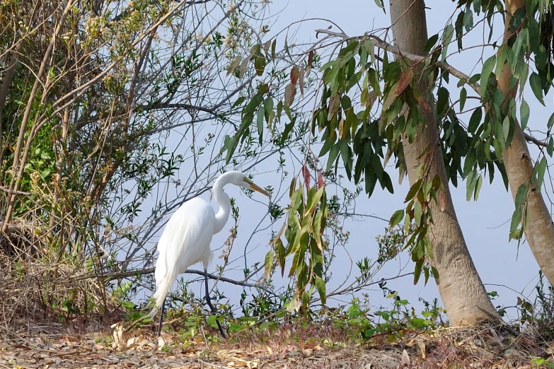 a very big pretty white bird in a tree
