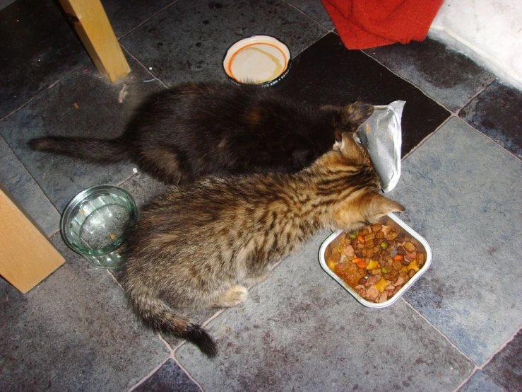 the cat is laying on the ground near food bowls