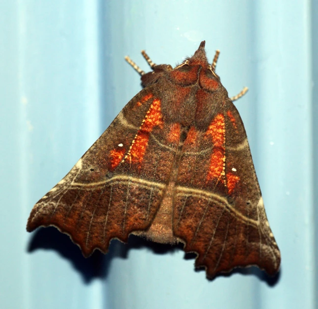 a moth with some brown spots standing on a blue surface