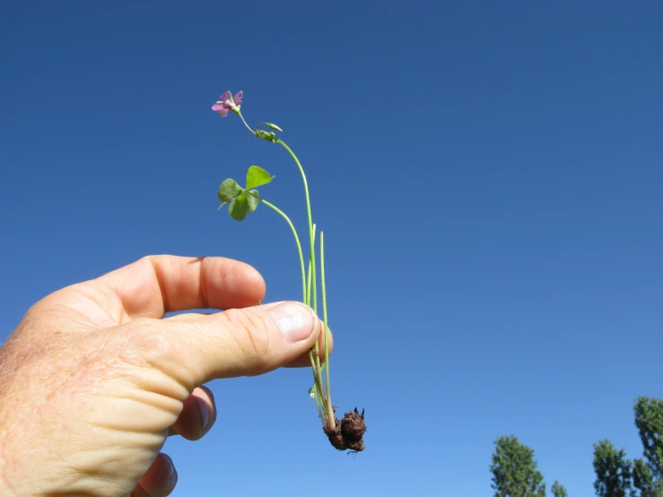 hand holding plant that looks like it has been planted