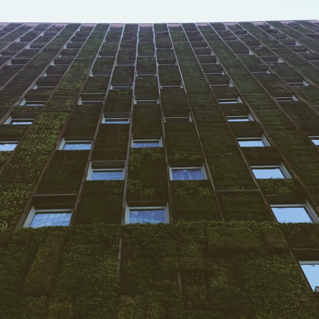 green plants growing up the sides of some windows