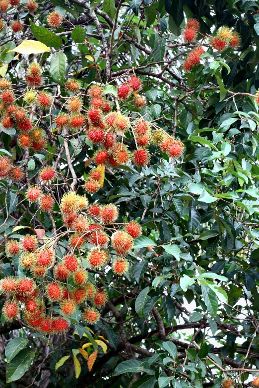 a bunch of fruit hanging on a tree