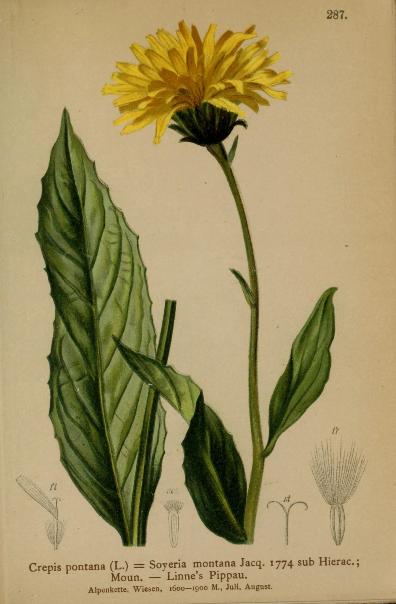 a drawing of a dandelion plant with leaves