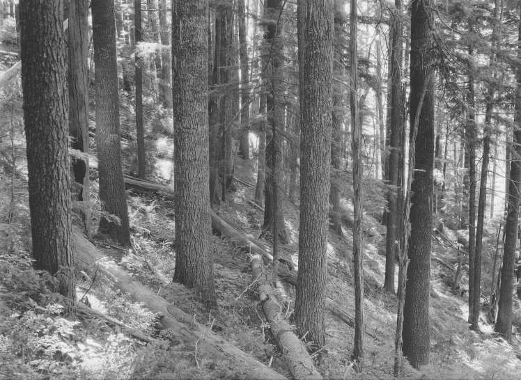 black and white po of a forest scene with trees