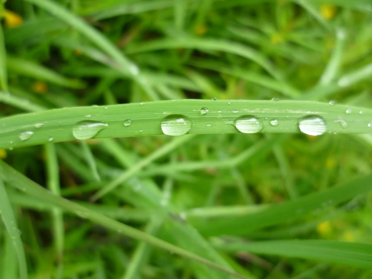 a close up view of a grass leaf with water drops