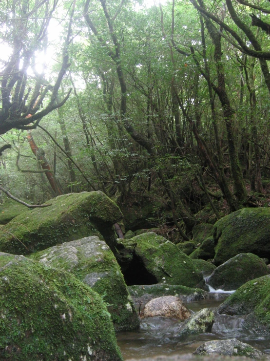 mossy rocks covered in water running between them