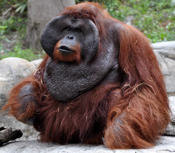 a brown oranguel is sitting in front of a tree