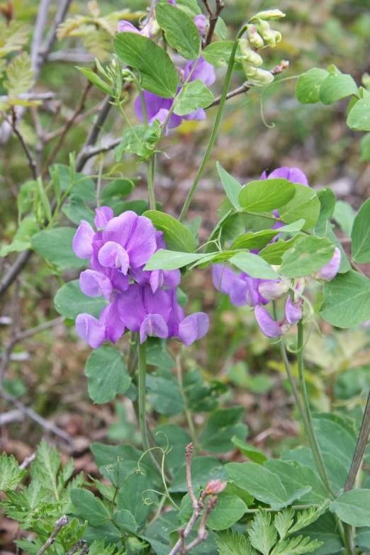 flowers are blooming on a nch in the woods