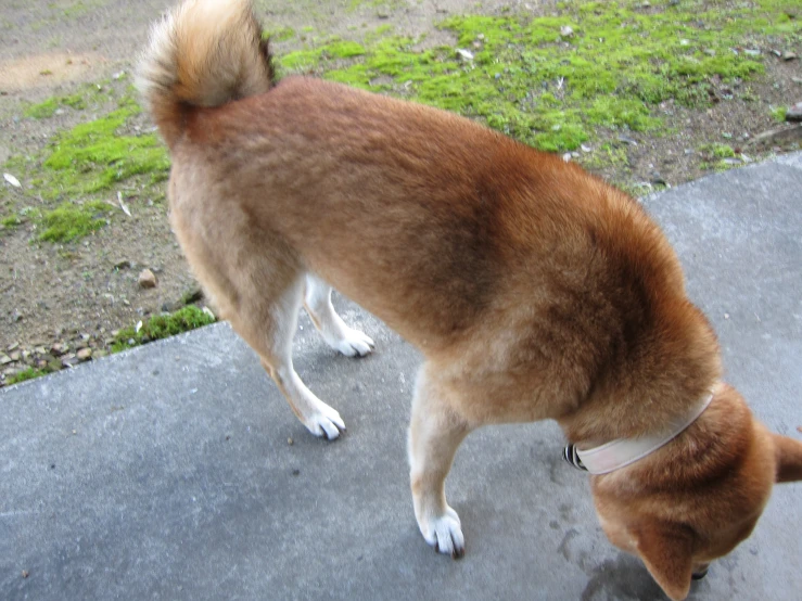 a dog looks down at a man's shoe