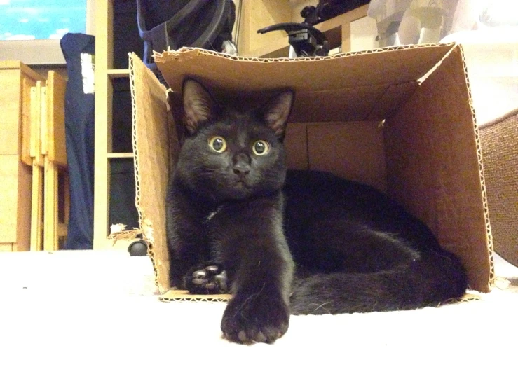 a black cat laying down in a small box