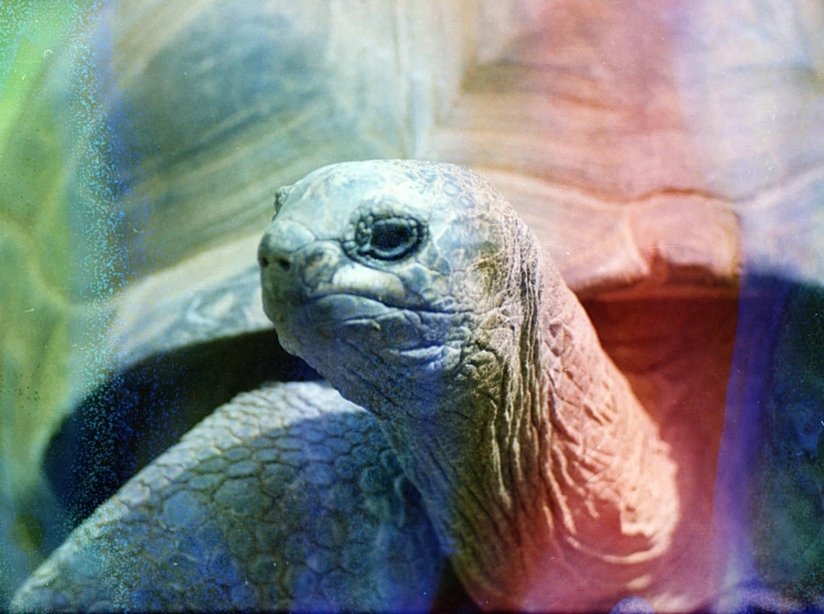 an old turtle is sitting on top of a table