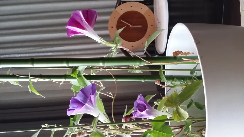 a clock that is sitting next to a plant