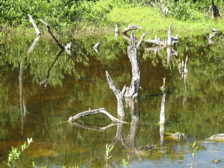 the trees are still growing in the pond