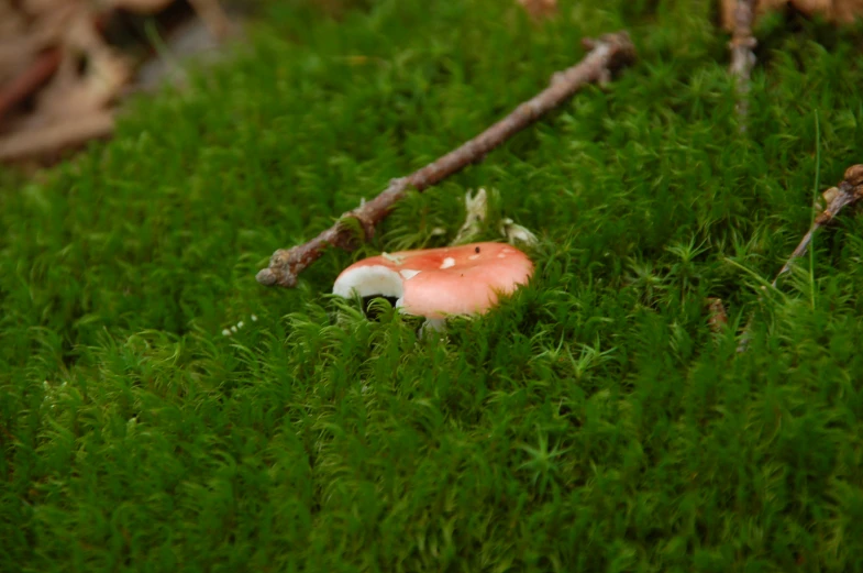 there is a small, pink mushroom in the grass