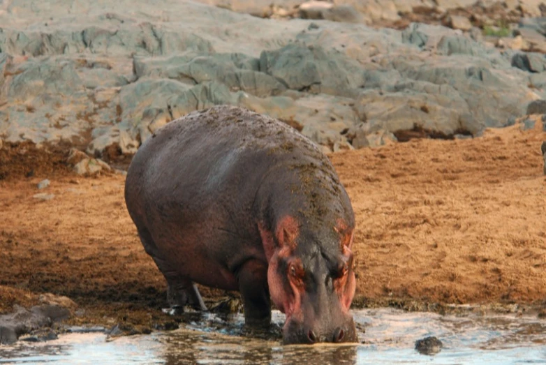 an image of an animal that is in the water