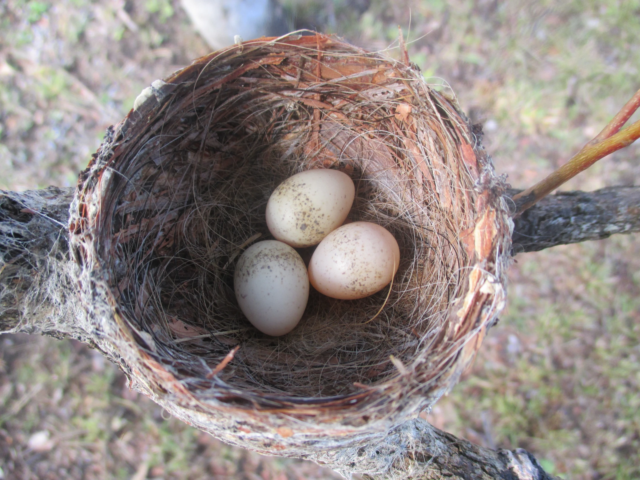 three eggs are nestled in a nest on a stick