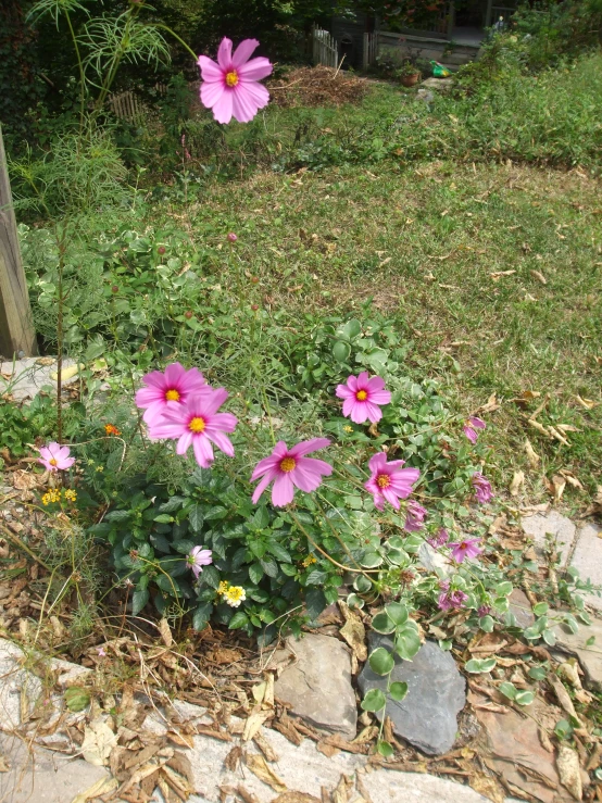 pink flowers on top of a green bush next to rocks