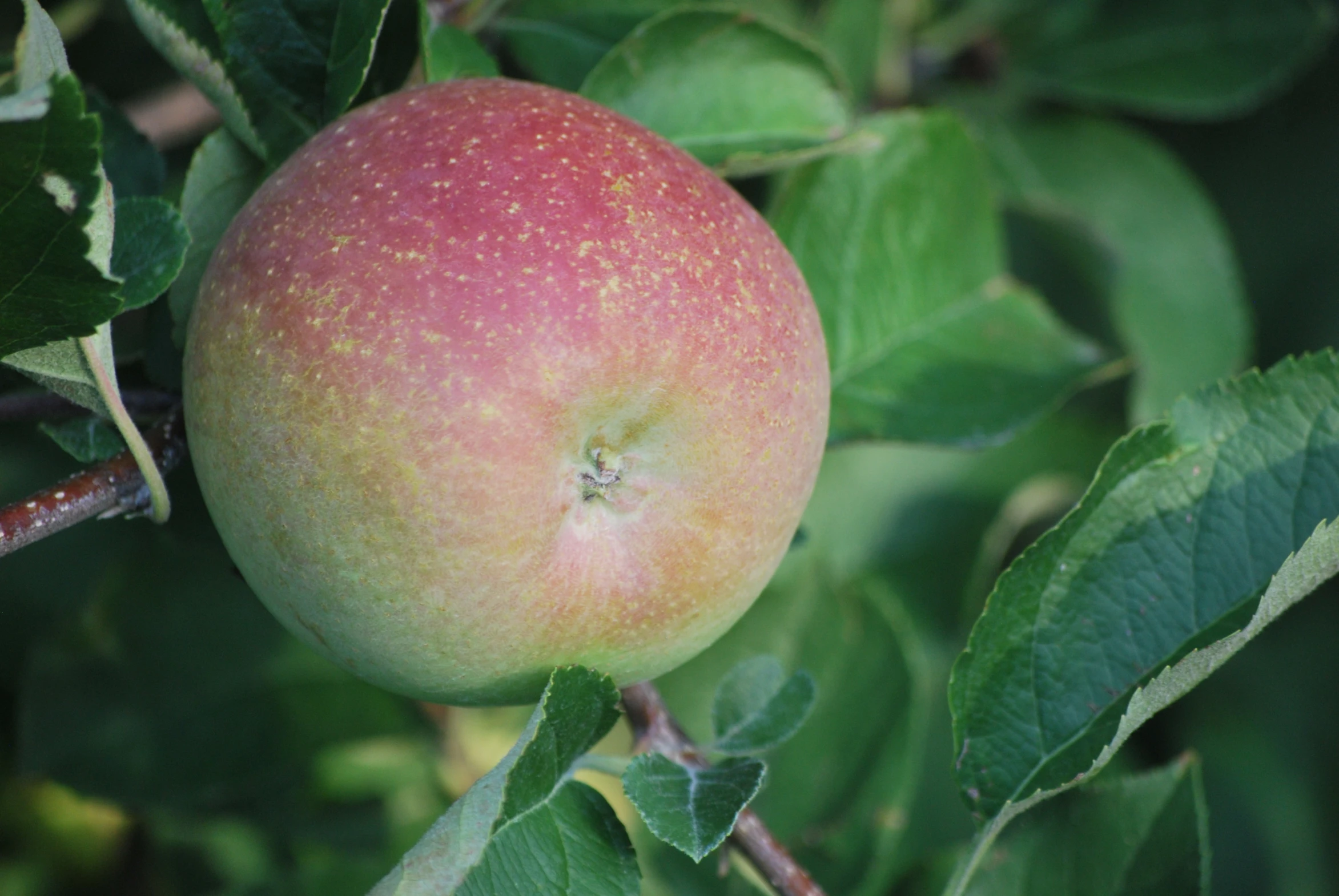 an apple hanging from a tree nch in the sun