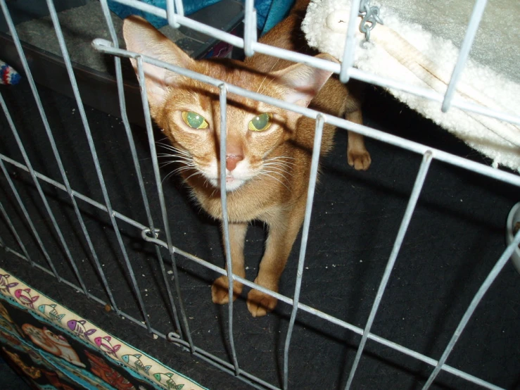 an orange and white cat in the cage looking out