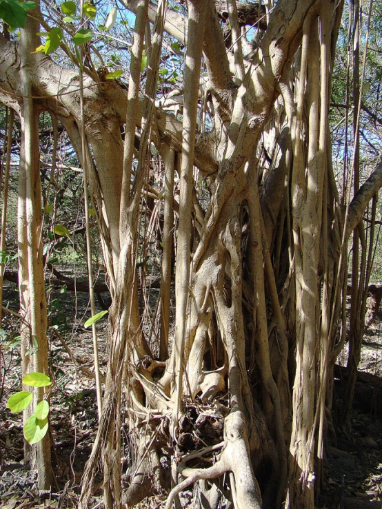 the root system of a tree in the woods