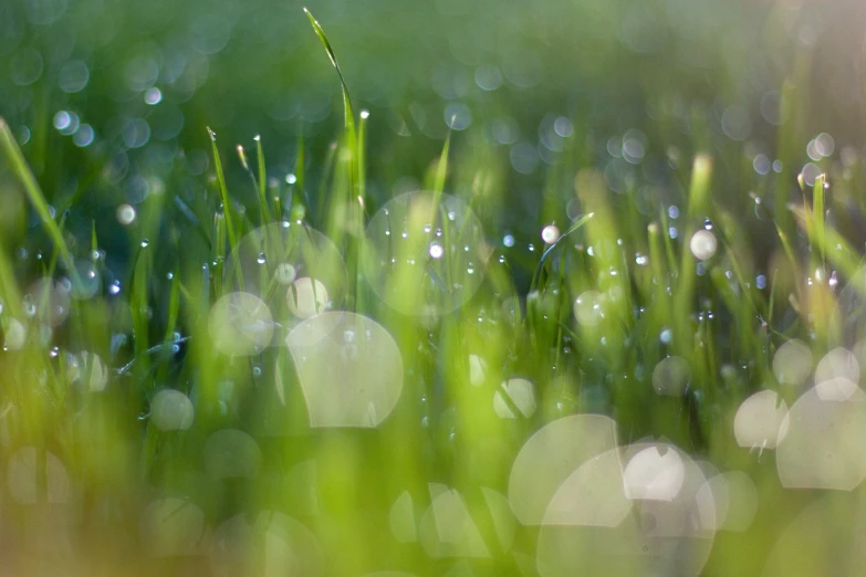 dew droplets on grass and the background is green