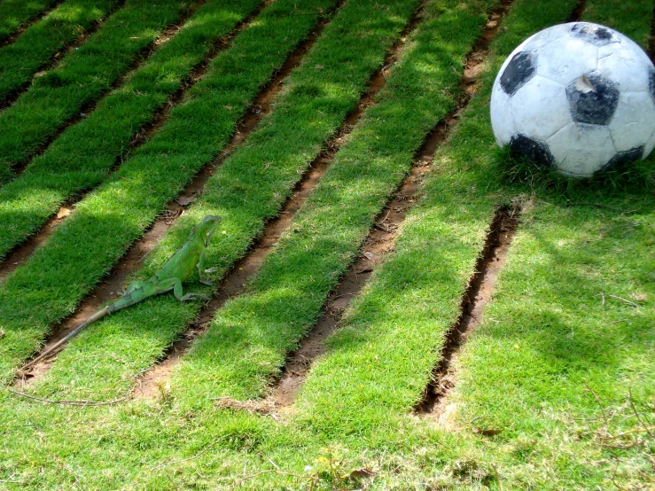 there is a small ball and a large lizard in the grass