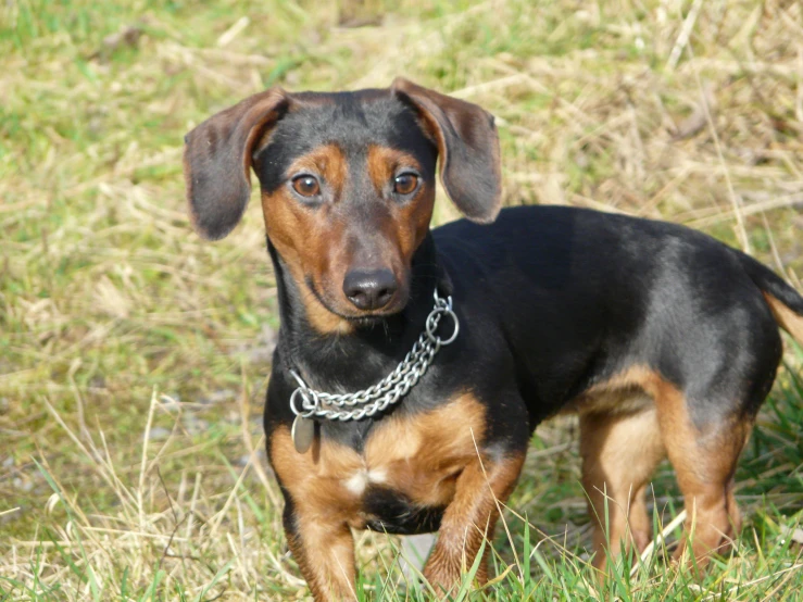 a black dog with a collar standing in the grass