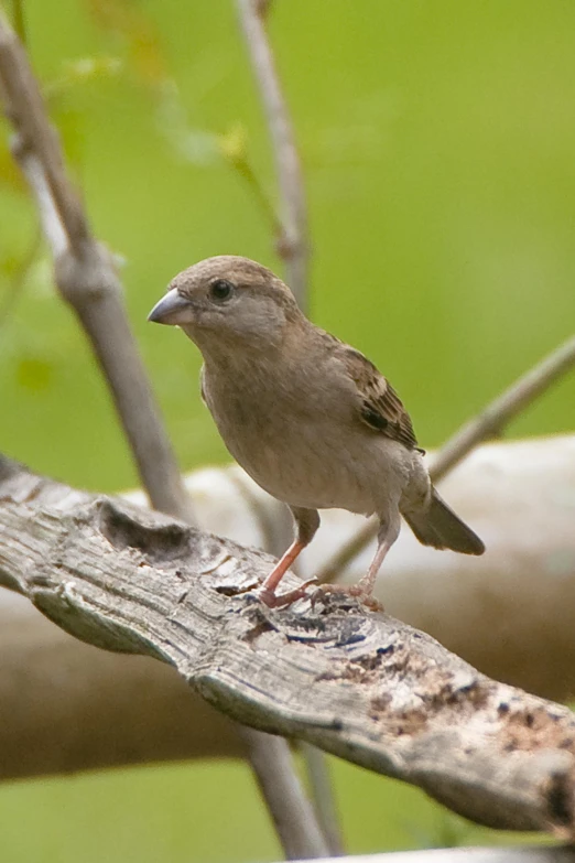 small brown bird on limb with green blurry background