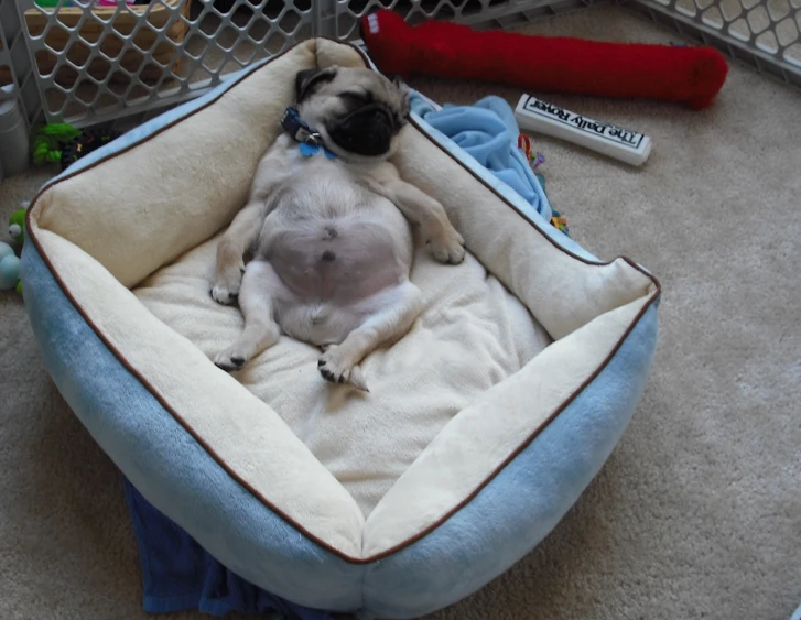 a pug dog laying in his bed on the floor