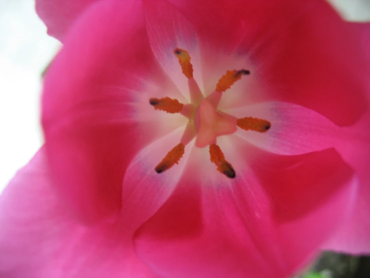 the large pink flower is still blooming