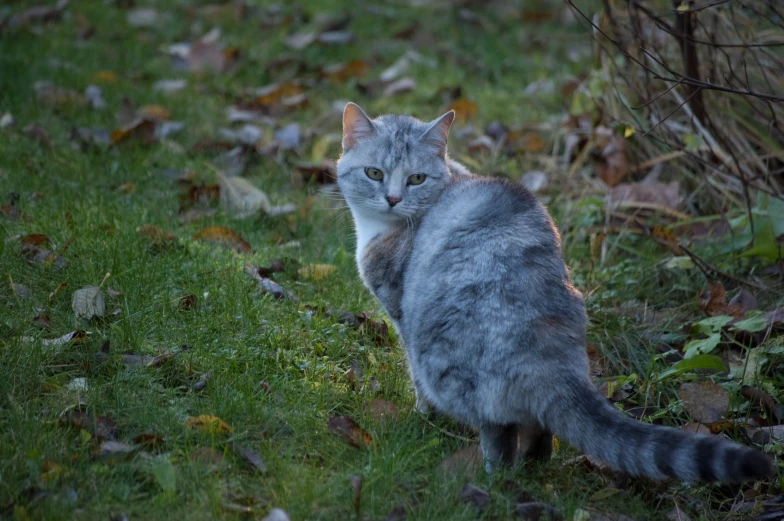 a cat sitting in a yard looking alert