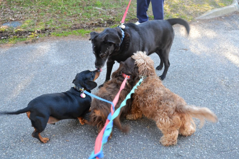 three dogs playing tug of war with a woman