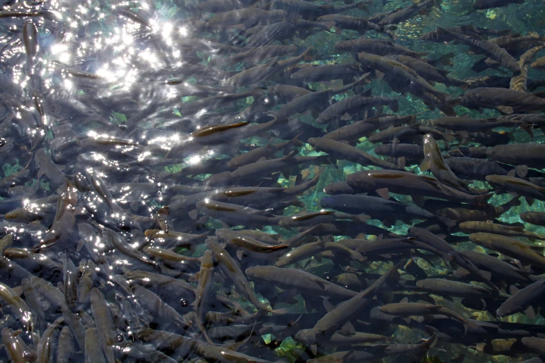 large group of fish in water with sun in the background