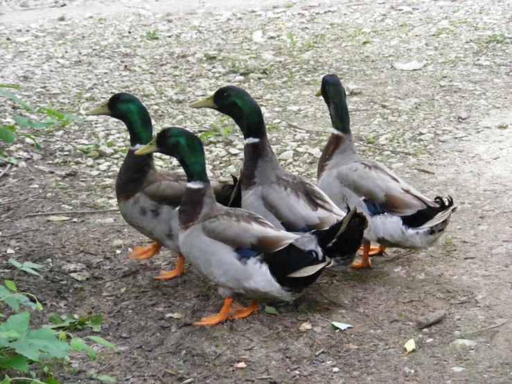 three ducks with orange toes walking on some dirt