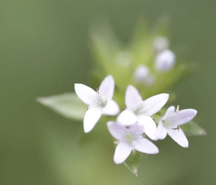 the small white flowers are blooming on the stem