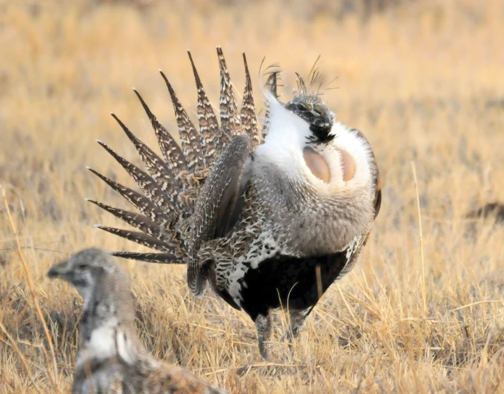 a bird is walking on the dry grass