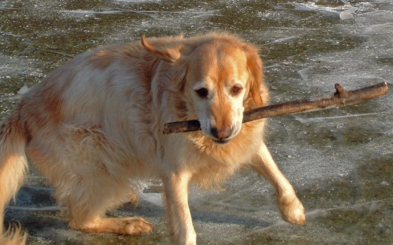the dog is carrying a stick to the ground