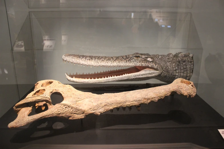 a fake alligator and a crocodile head next to each other