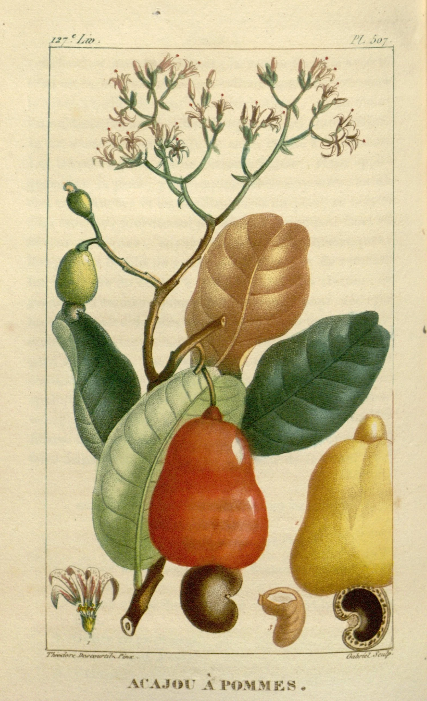 a vintage illustration shows flowers, nuts, and fruits with an insect on it