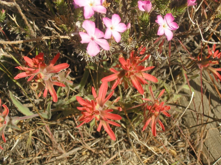 a red and pink plant on the ground