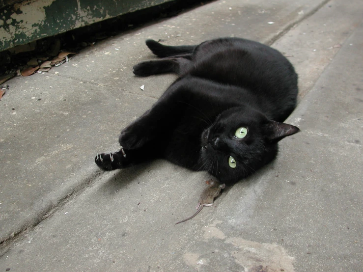 a black cat laying down on the concrete with green eyes