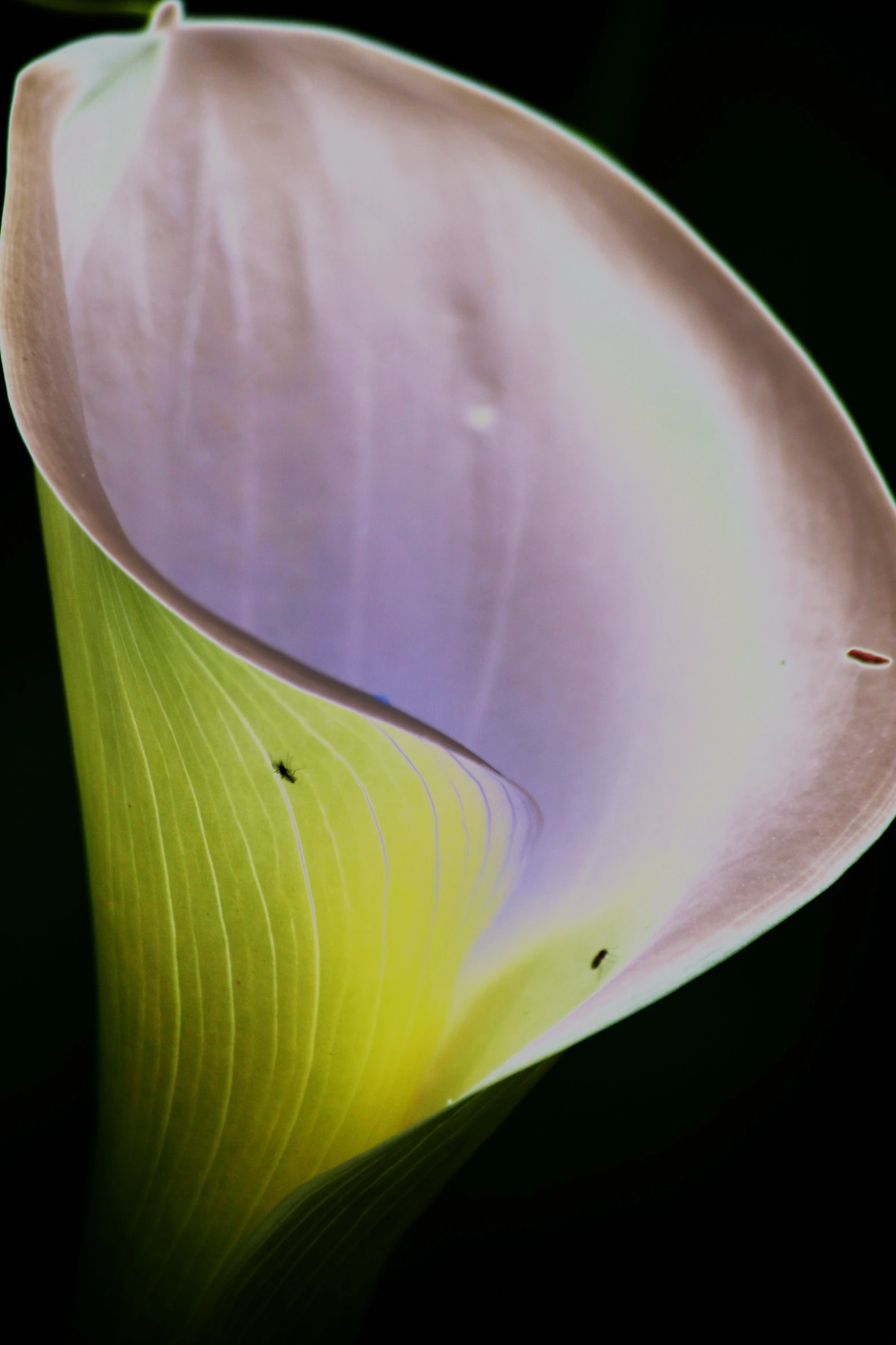 a picture of a large leaf on a black background