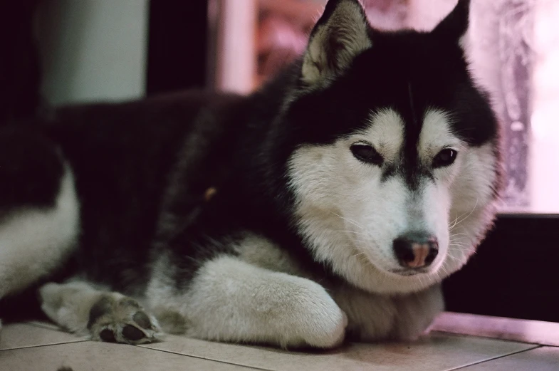 there is a large husky that is laying down