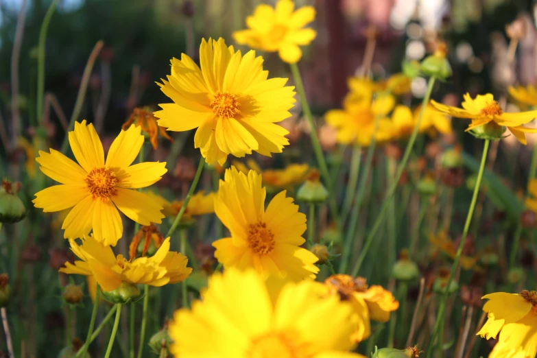 large yellow flowers bloom in a garden in front of some buildings