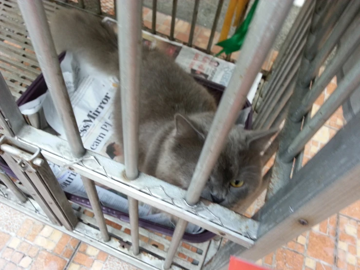 a cat laying in a metal cage near a person