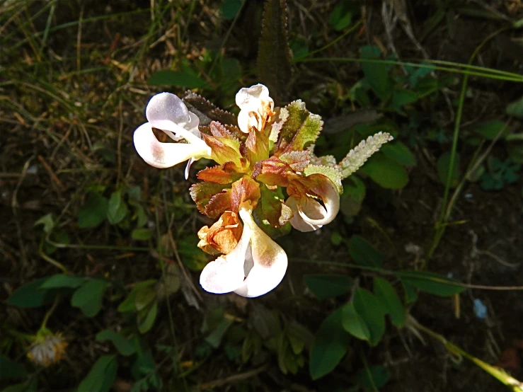 a very pretty white flower on some green plants