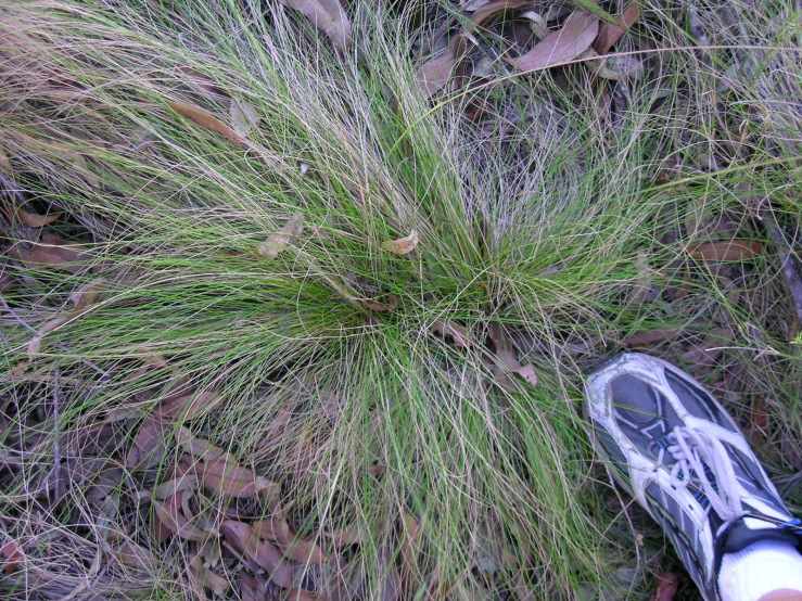 a persons feet standing by grass next to a plant