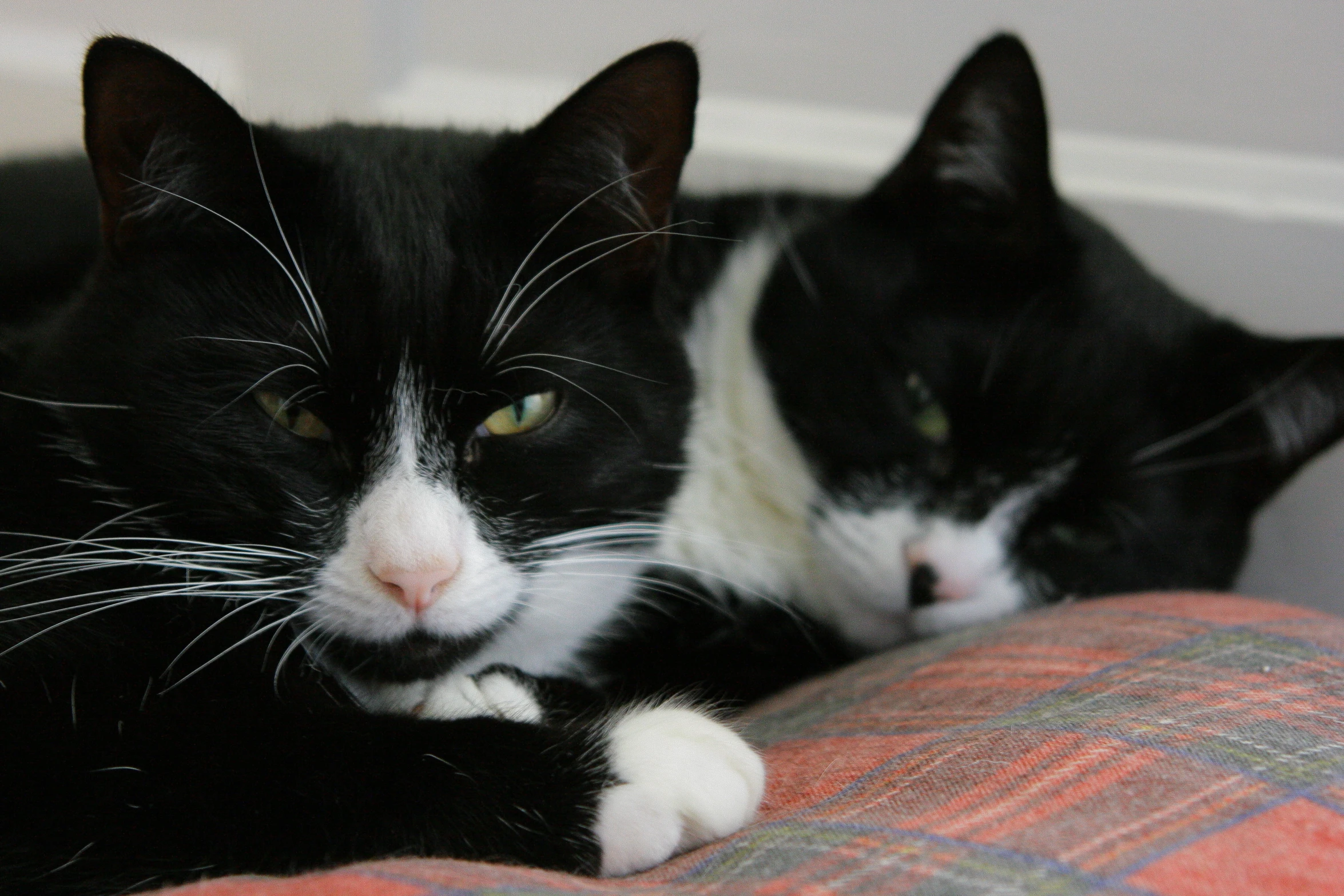 two black and white cats with their eyes closed