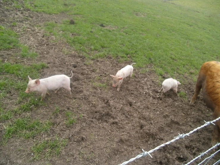 three pigs walking around in a fenced in area