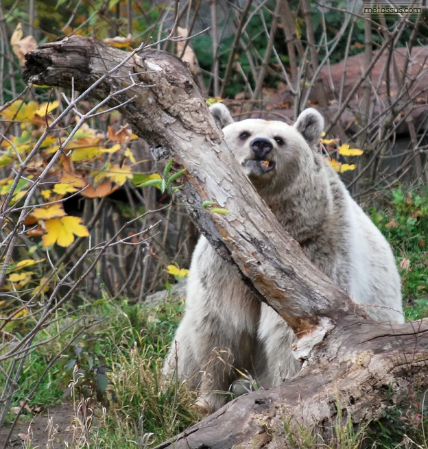 a white bear holding onto a tree trunk